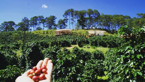 Da Lat: Taller de Tostado y Cata de Café en la Granja Twin Beans