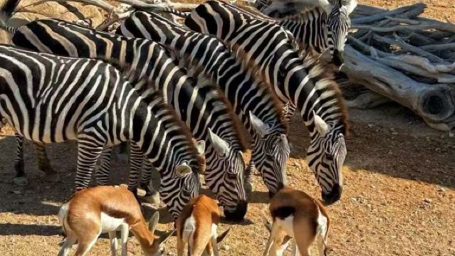 阿聯酋艾因動物園+萊茵綠洲一日遊【中文包車出遊-上門接送】