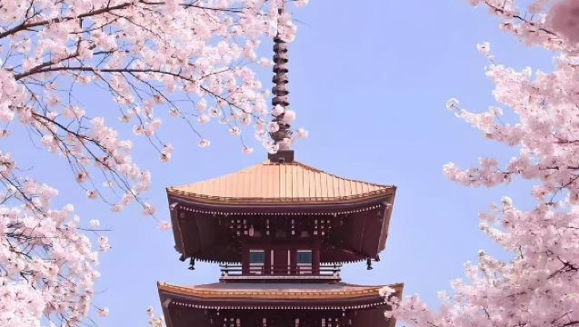 武漢一日遊，省博+東湖磨山+武漢大學+黃鶴樓+長江輪渡+江漢路