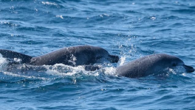[Lawatan Sehari Sydney] Melihat lumba-lumba di Port Stephens dengan makan tengahari, kumpulan kecil eksklusif