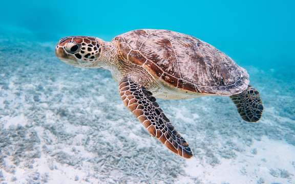 【含來回船票】沖繩渡嘉敷島一日遊·可選與龜同遊浮潛體驗