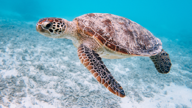 [Incluye billete de barco de ida y vuelta] Excursión de un día a la Isla Tokashiki en Okinawa · Opción de snorkel con tortugas