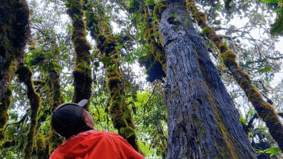 Lawatan Sehari Hutan Bulu di Gunung Gaoligong Tengchong + Pemandu Pelancong + Dapur Pemburu | Aktiviti Rekreasi Tulen