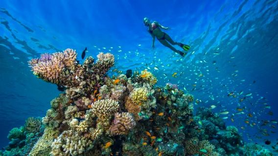 Avvistamento delfini a Hurghada, Egitto (branchi di delfini selvatici + acque cristalline per snorkeling + guida professionale dell'equipaggio)