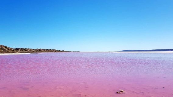 Lawatan kumpulan kecil ke Tasik Pink Australia Barat | Pemandu pelancong berbahasa Kantonis/Mandarin + perkhidmatan hantar-jemput hotel