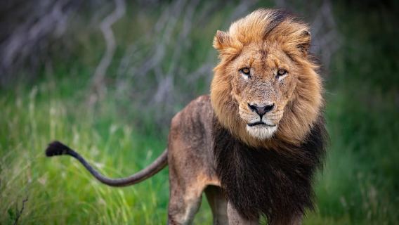 Wildlife & Culture Safari (Tarangire, Ngorongoro & Materuni)