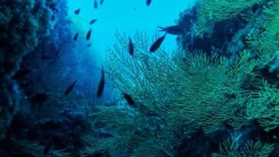 Pozzuoli: Scuba Diving Tour in the Roman Sunken City of Baia