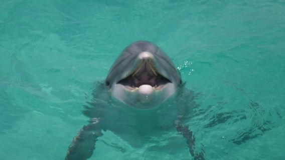 Shell Island Snorkel & Dolphin Catamaran Cruise