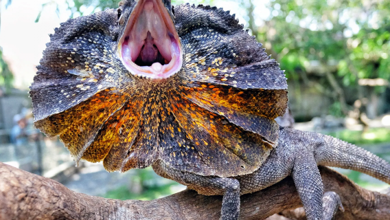 Bali Reptile Park y otras opciones de parques