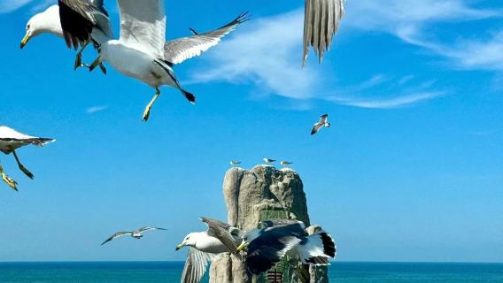 Weihai Cheng Shan Tou + Blueways shipwreck + Seaweed House + Naxianghai Diamond Beach 1-day tour