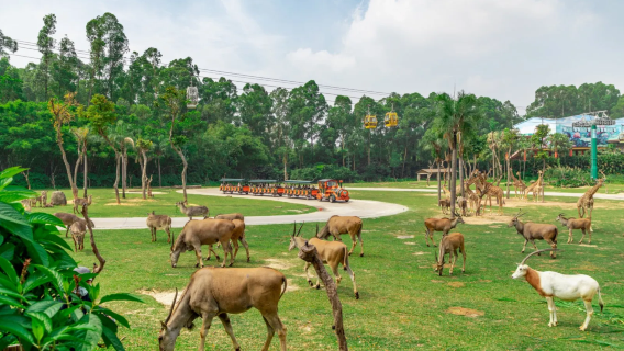 廣州長隆 2 天 1 晚/3 天 2 晚 熊貓/香江/長隆動物世界+歡樂世界+飛鳥樂園可選大馬戲 提前入園不限暢玩 親子遊套票
