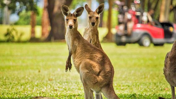 Gold Coast lawatan sehari yang menyeronokkan: Teluk Emerald + Teluk Pelikan + Taman Kanggaru + pelayaran malam kelip-kelip Springbrook