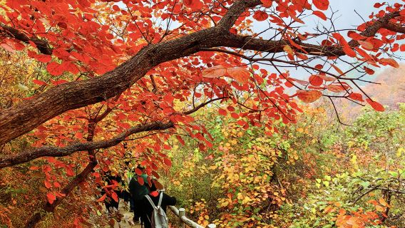 漫步紅色海洋北京紅葉坡峰嶺包車一日遊+含門票+5環內到府接駁