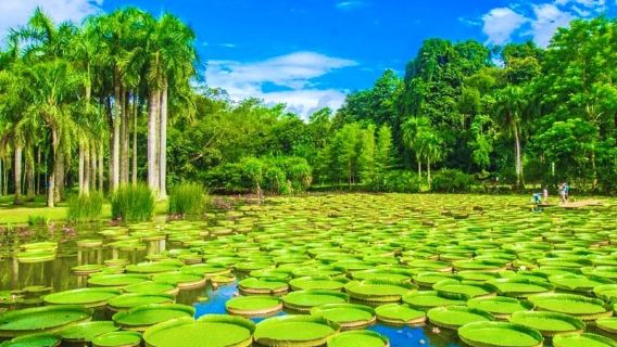 Book a botanical garden guide [Intermediate/Advanced professional guide + premium small group/high-end family study tour]