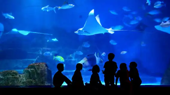 Hualien Farglory Ocean Park | Sleepless Night by the Ocean, Overnight Stay at the Aquarium, Overnight Stay at the Dolphin Pavilion, Accommodation Experience | Summer Sales Now On