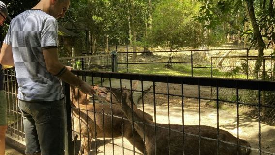 Sanctuaire des éléphants de Kuala Gandah : déjeuner + transferts
