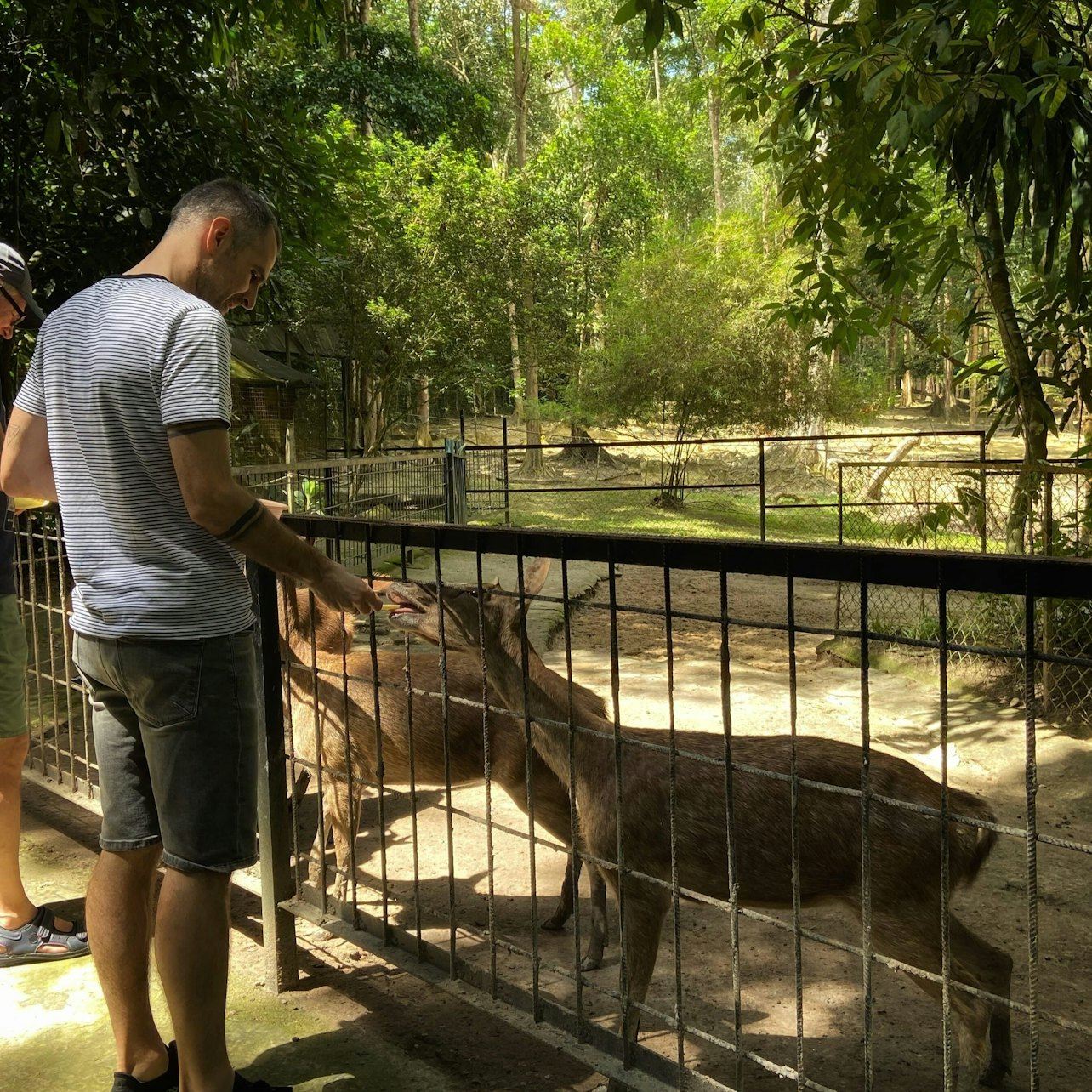 เขตรักษาพันธุ์ช้างกัวลากันดาห์: อาหารกลางวัน + บริการรับส่ง