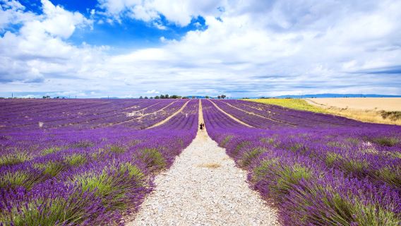 普羅旺斯薰衣草與特色石頭城之旅：索村+塞南克修道院+戈爾德