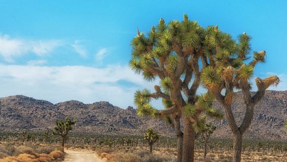 美國約書亞樹國家公園一日遊/普通話司機/多日包車巨惠/行程定制