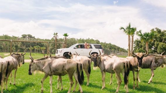 Wild Florida Drive-Thru Safari Park Admission