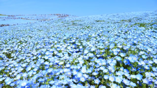 国営ひたち海浜公園 & あしかがフラワーパークツアー（東京発）