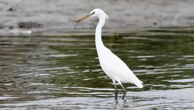Dolphin Watching Mangrove Cruise in Kuching with Lunch 