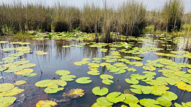 Из Кампалы: полудневный тур по наблюдению за птицами на болоте Мабамба