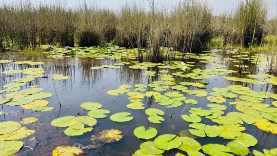 Từ Kampala: Tour ngắm chim đầm lầy Mabamba nửa ngày