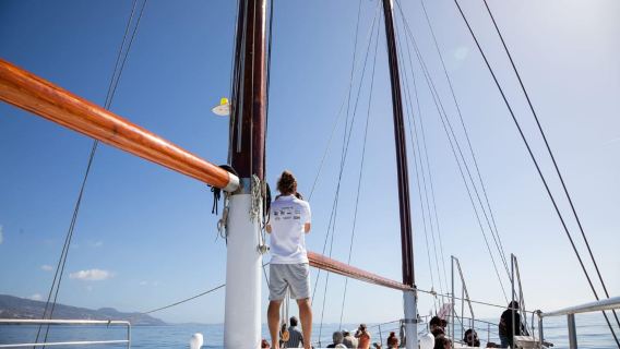 Madeira : Whales and Dolphins wooden boat excursion