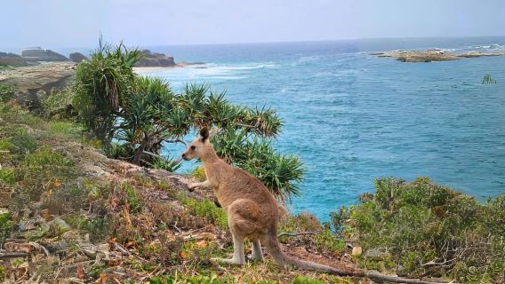 Pulau Stradbroke Utara: Lawatan Sehari Paus, Hidupan Liar & Pantai