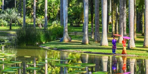 中科院西雙版納熱帶植物園+曼遠村一日遊【精品私家專享】