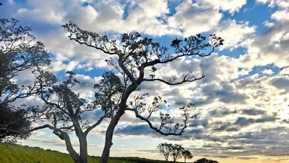 New Zealand Auckland/Mount Eden + Auckland Zoo + Sky Tower VIP private charter 1-day tour