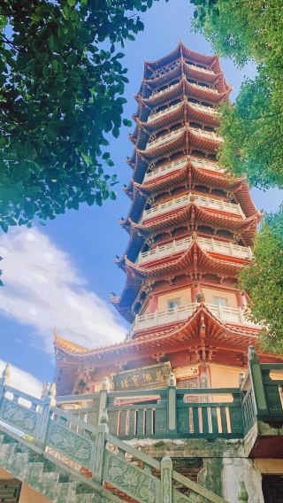 1-day Tour to Yueyang Tower + China Giant Panda Park + Junshan Islet + Sheng'an Temple in Hunan (Chinese and English Services Available)