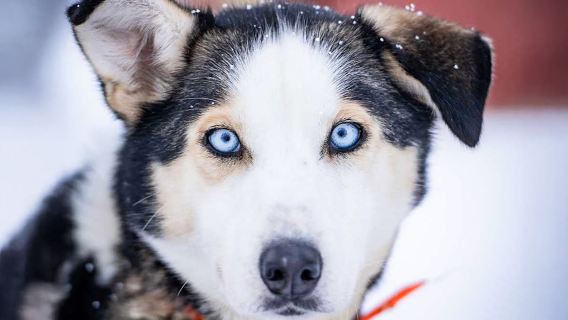 Husky sledding activity at Tromso Aspemo Camp + fjord scenery