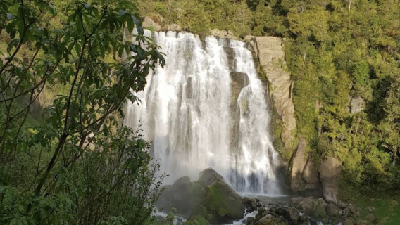 新西蘭奧克蘭-漢密爾頓+陶朗加一日遊【中文專車-愜意舒適】