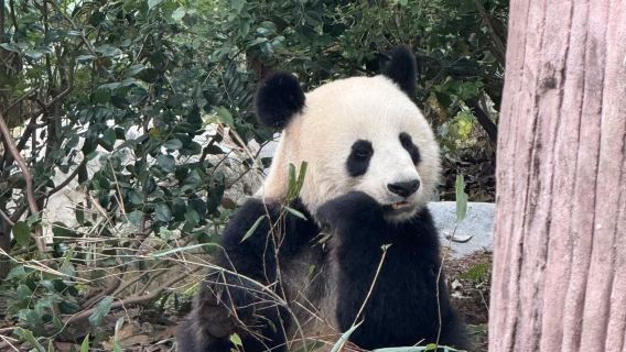 成都出發三星堆+熊貓基地+寬窄巷子包車一日遊
