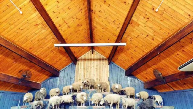 Rotorua dua keajaiban! Hari penuh keseronokan di Agrodome + perkampungan Maori Te Puia dengan sewaan peribadi