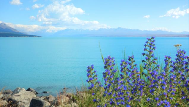 Kongsi kenderaan di Queenstown, New Zealand: Gunung Cook + Tasik Pukaki + Kawarau + Pekan Buah + Ladang Salmon