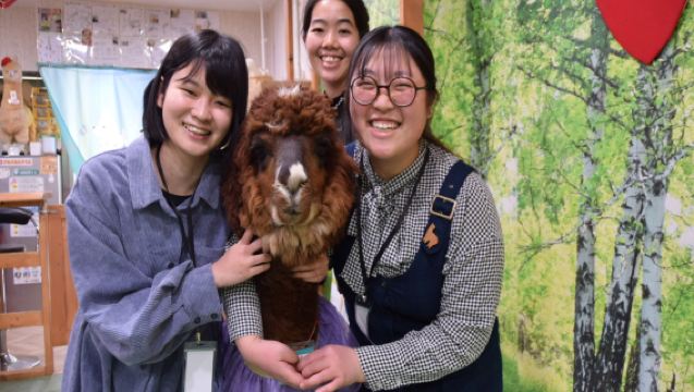 Alpaca Interaction Experience Park - Choose One from Four Workshop Experience Options (Weekday/Weekend)