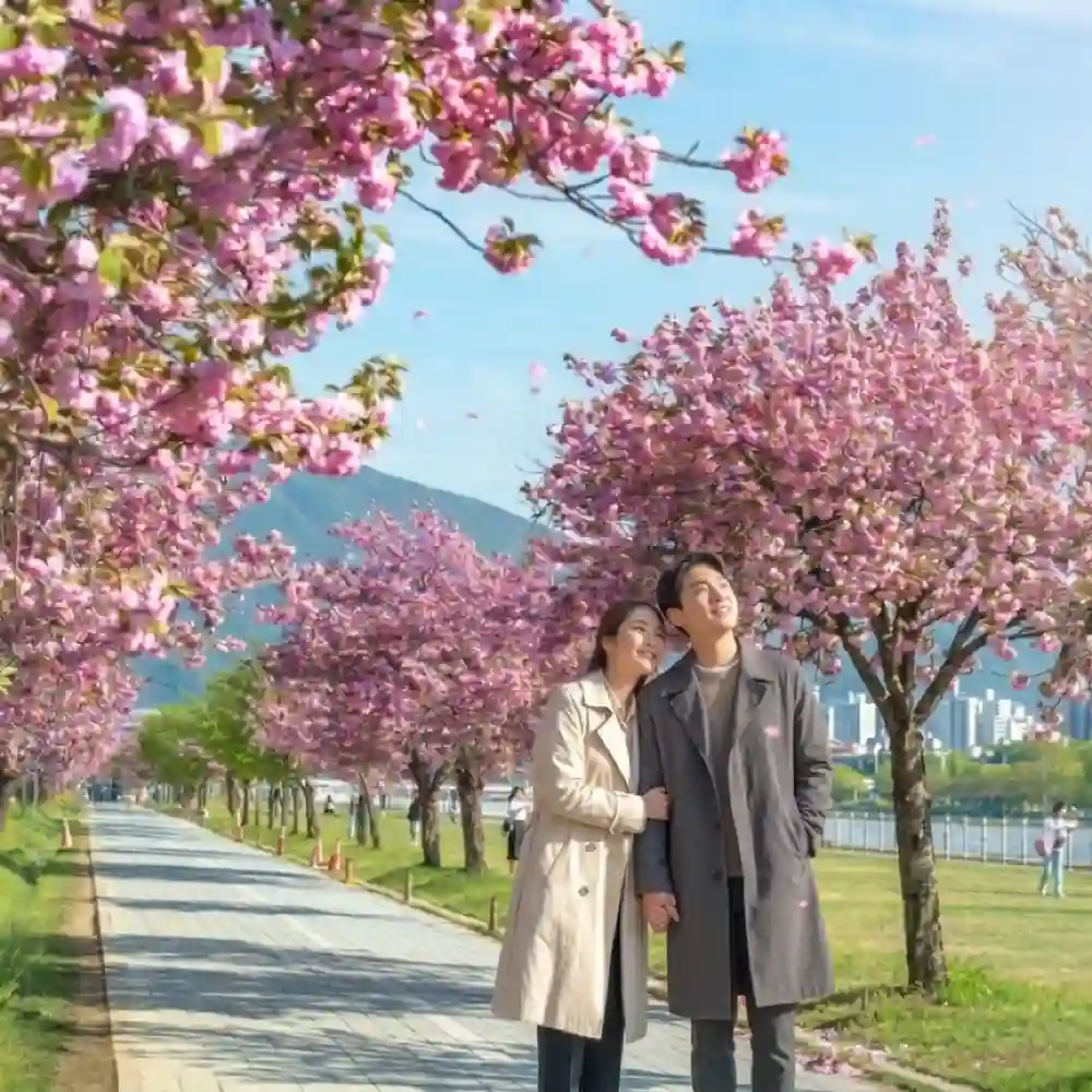 1-day cherry blossom tour in Seoul, South Korea | Nami Island