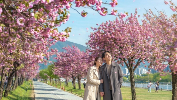 韓國首爾賞櫻一日遊｜南怡島 × 羊駝樂園 × 渼沙公園櫻花