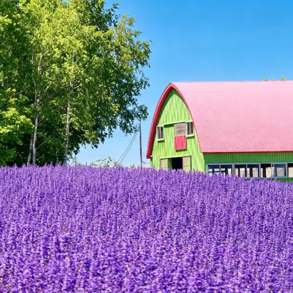 Hot sale · late departure] 1-day tour to Furano, Hokkaido: Farm