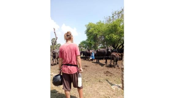 Jaffna: Cow Milking and Dairy Farm Experience