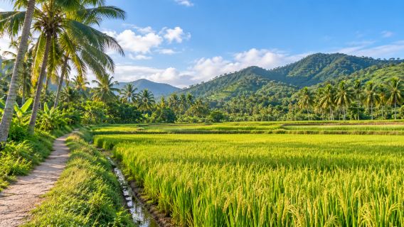 Công viên quốc gia lúa nước + Làng Hậu Hải + Vịnh Hải Đường tour 1 ngày