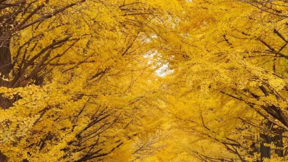 Japonya Sapporo + Daibutsu + Takino Tepeleri Parkı + Hitsujigaoka + Hokkaido Üniversitesi günübirlik tur