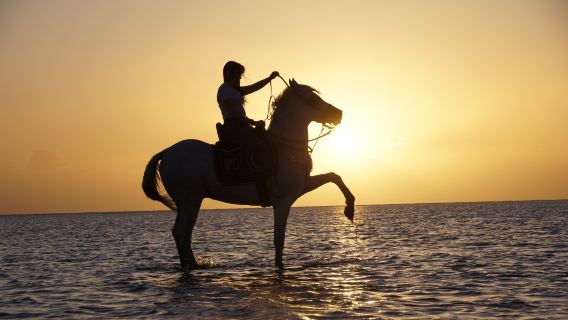 Tour a caballo al amanecer en Hurgada con vistas al Mar Rojo y al desierto