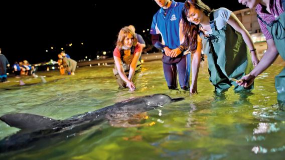 Chuyến du thuyền ngắm và cho cá heo ăn tại Tangalooma kết hợp trải nghiệm lái xe địa hình ATV