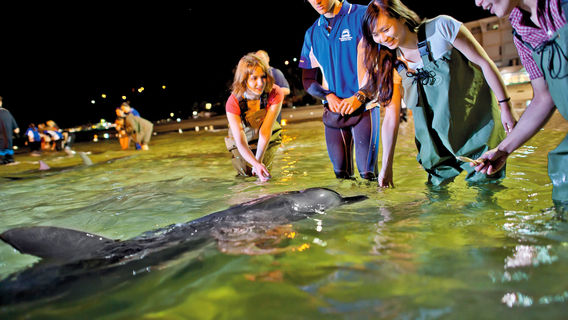 BrisbaneExperiences
