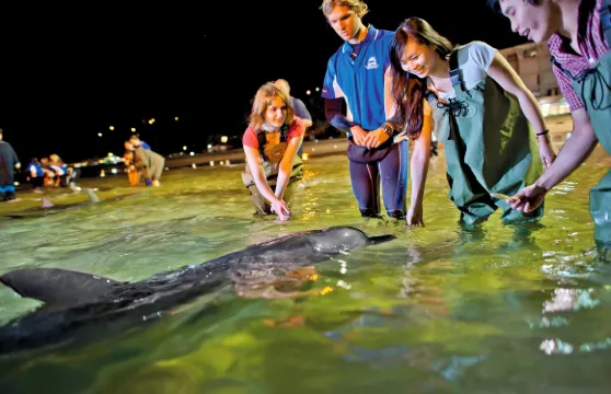 塘鵠餵海豚日間郵輪連四輪電單車