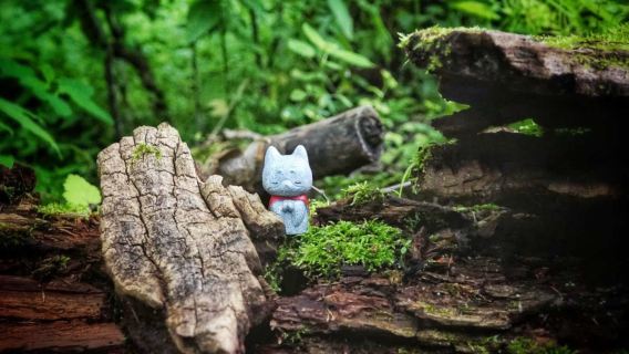 1-person group tour | 1-day Kamikōchi walking and photography tour in Ueno City, Japan